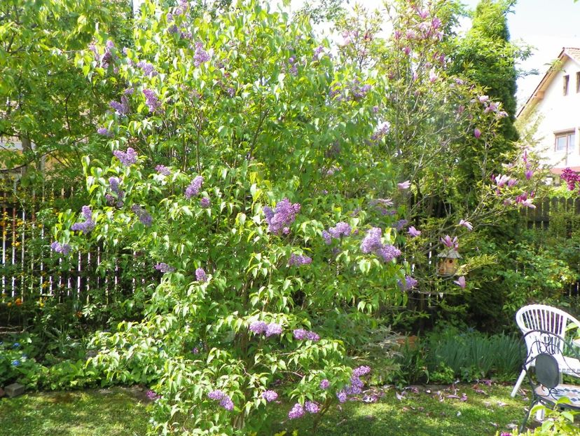 9 mai (22) - Gradina 2019