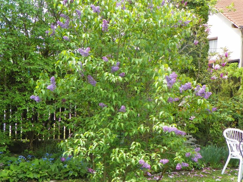 9 mai (29) - Gradina 2019