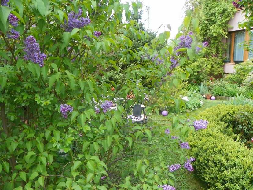 9 mai (31) - Gradina 2019