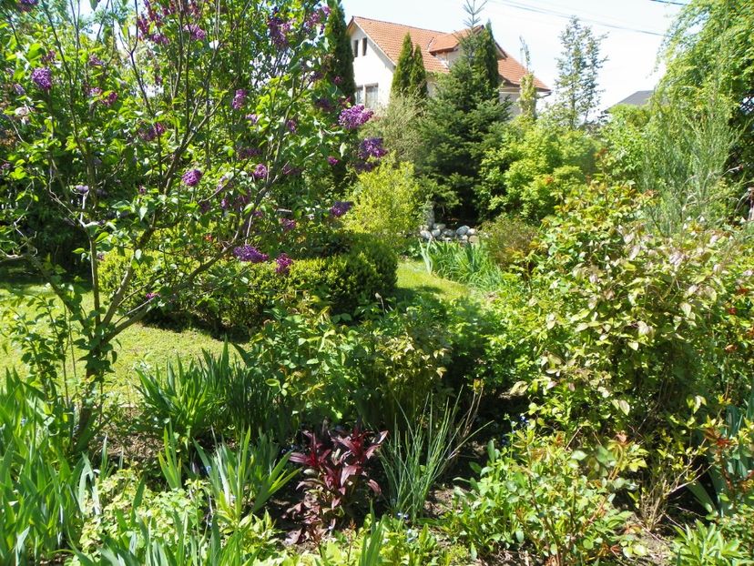 9 mai (49) - Gradina 2019