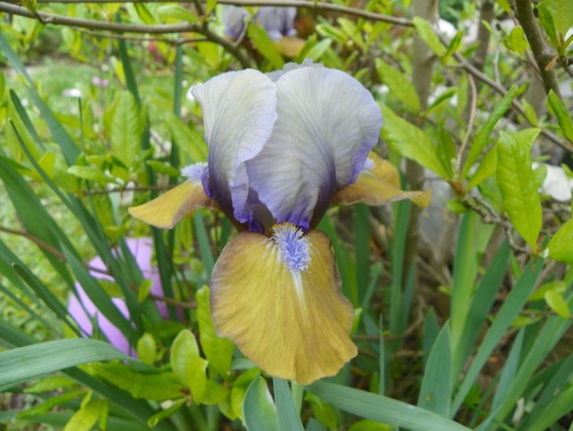 9 mai (2) - Irisi 2019