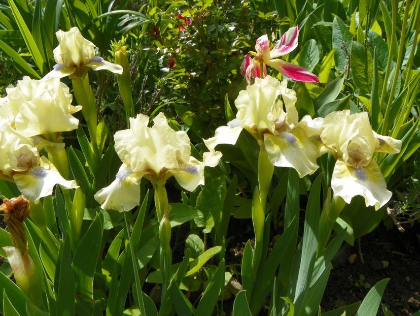 9 mai (13) - Irisi 2019