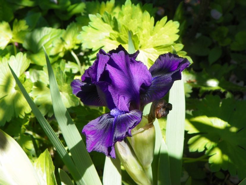 9 mai (50) - Irisi 2019