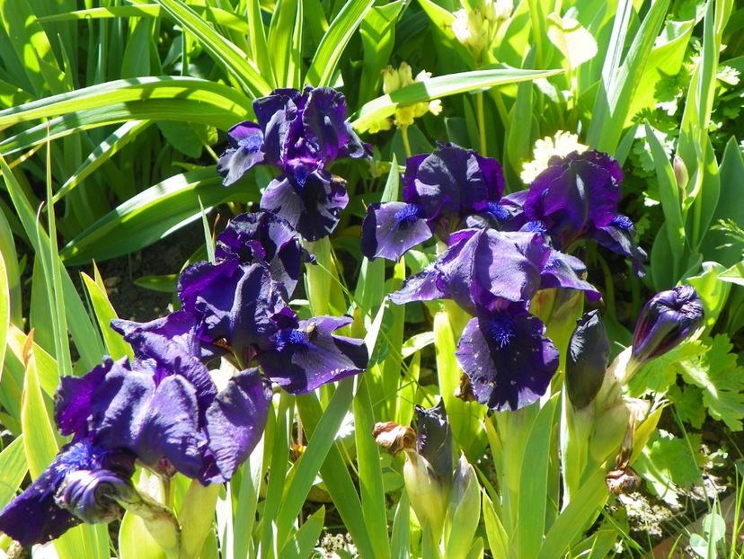 9 mai (53) - Irisi 2019