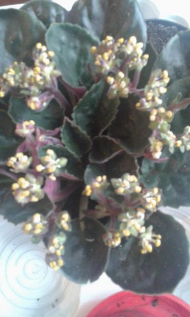 Saint Paulia Bota /04 2019 - 2019 Violete