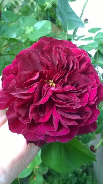 Tradescant, 07.05.2019 - Gradina 2019