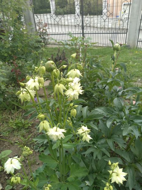  - Gradina mai 2019