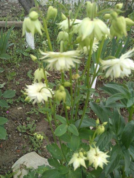  - Gradina mai 2019