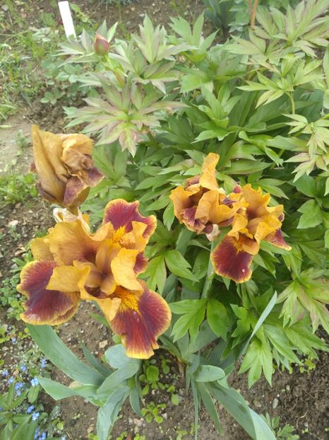  - Gradina mai 2019