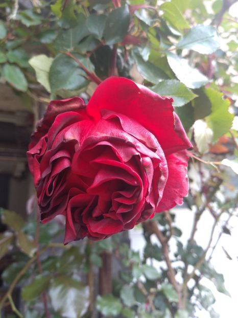 - Gradina mai 2019