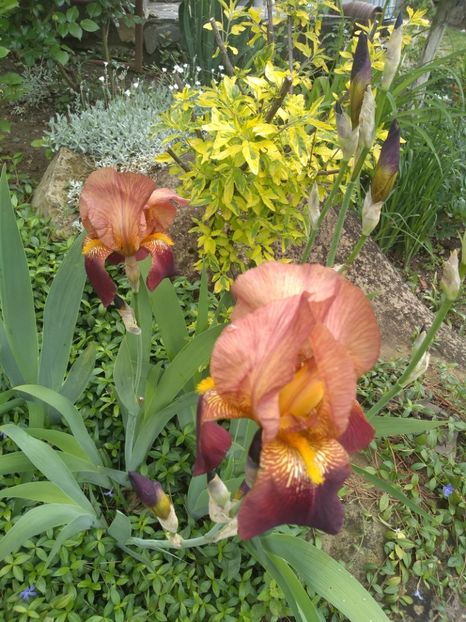  - Gradina mai 2019