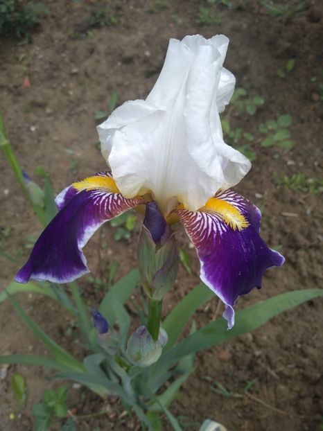  - Gradina mai 2019