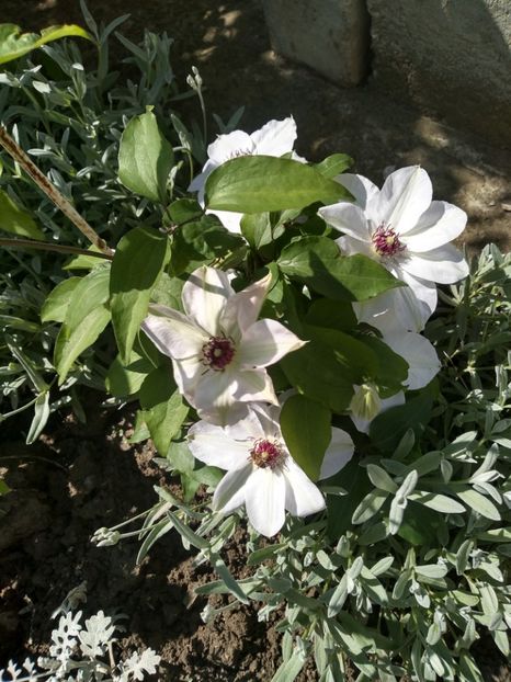  - Gradina mai 2019