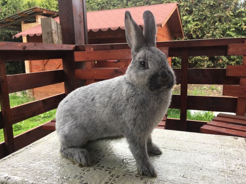 11.05.19...6 luni - F 0-1 RO 12 98154