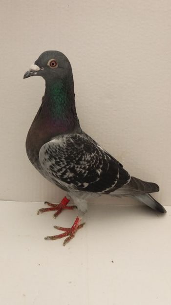 F 2017 Z - Por v achiziti