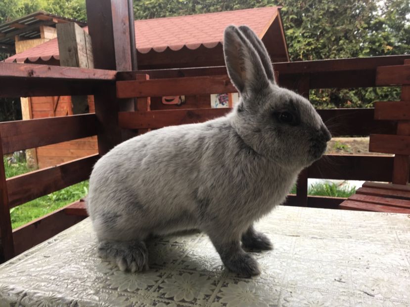 11.05.19...6 luni - M 1-0 RO 12 98153