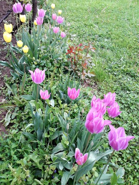  - AAAA_LALELE 2019_2020_2022_2023