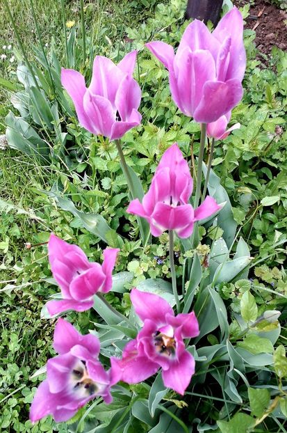  - AAAA_LALELE 2019_2020_2022_2023