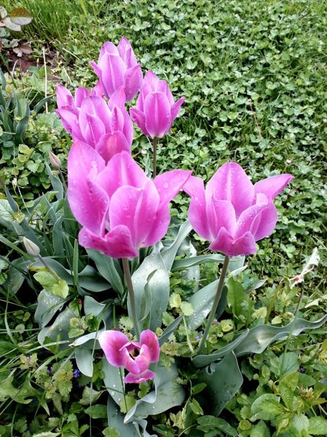  - AAAA_LALELE 2019_2020_2022_2023