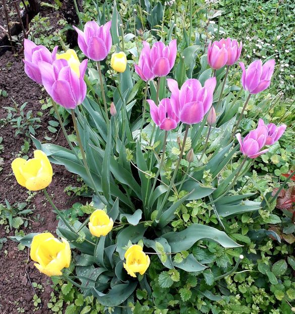  - AAAA_LALELE 2019_2020_2022_2023