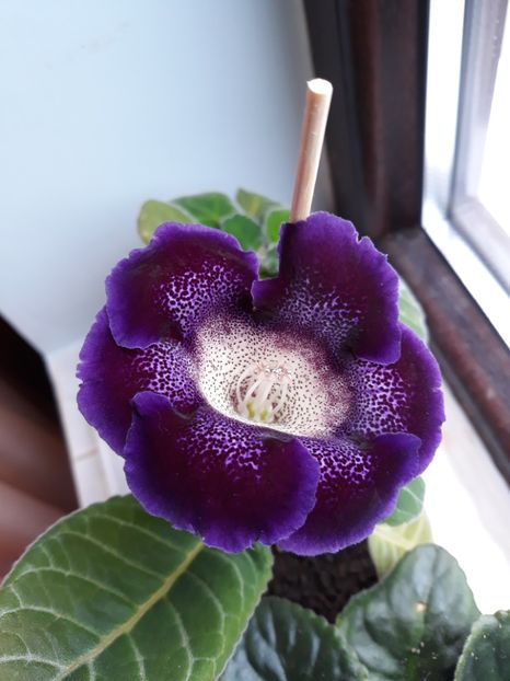  - gloxinii_2019