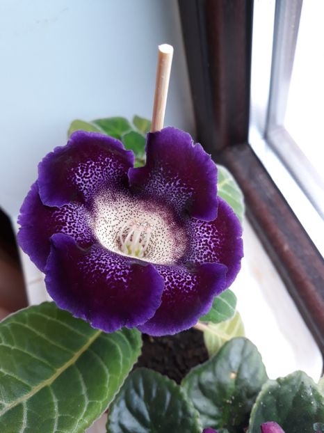  - gloxinii_2019