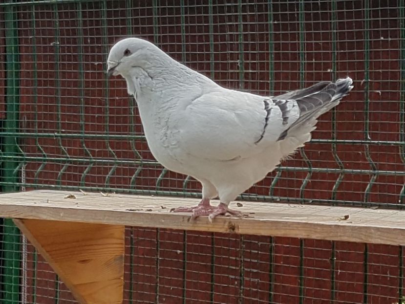 F-2015-2245 - 0-VRdF-2019