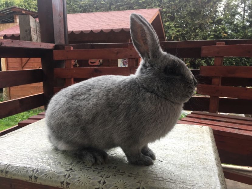 11.05.19...5 luni - M 1-0 RO 12 1916