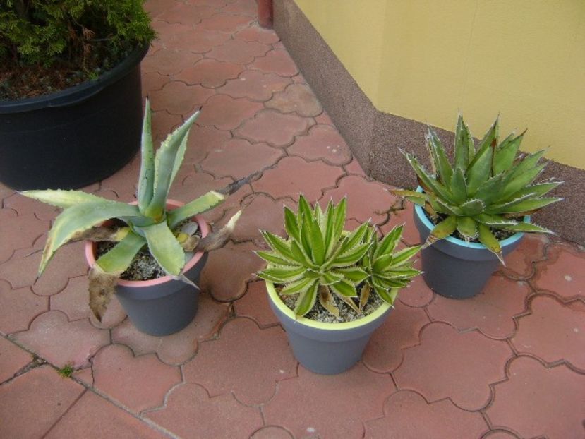 Agave chrysantha, Agave lophantha quadricolor, Agave horrida - Agave si Yucca 2019