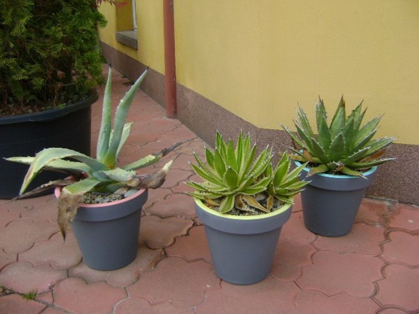 Agave chrysantha, Agave lophantha quadricolor, Agave horrida - Agave si Yucca 2019