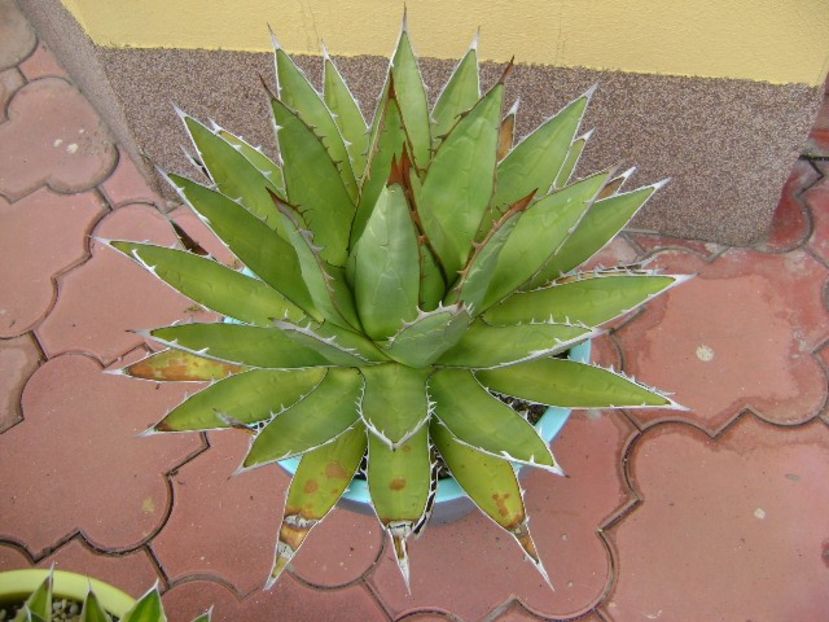 Agave horrida - Agave si Yucca 2019