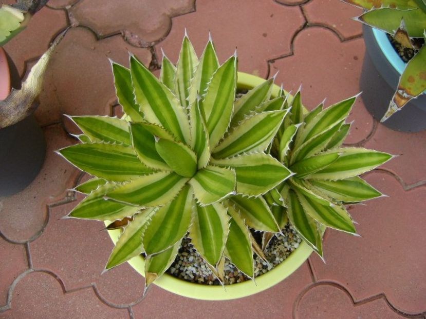 Agave lophantha quadricolor - Agave si Yucca 2019