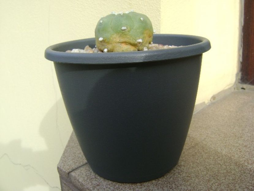 Lophophora williamsii v. jourdaniana - Cactusi 2019