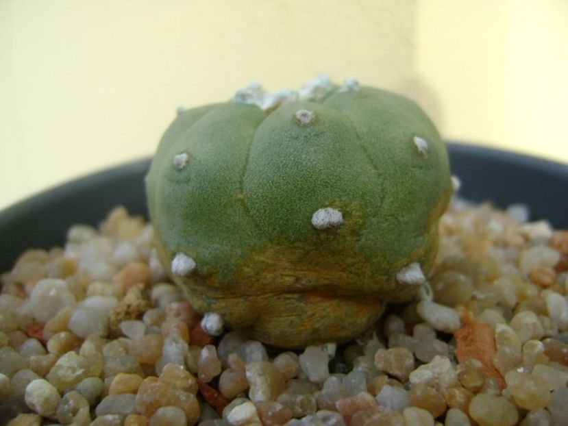 Lophophora williamsii v. jourdaniana - Cactusi 2019