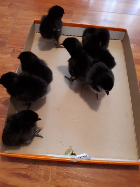  - Jersey Giant albastru si negru