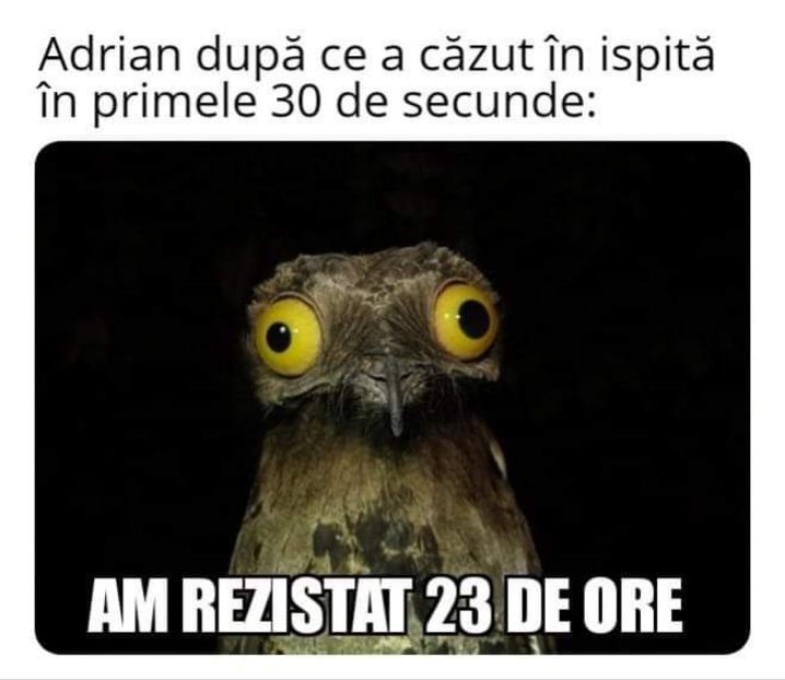  - Sezonul 5 insula iubirii - memes 1
