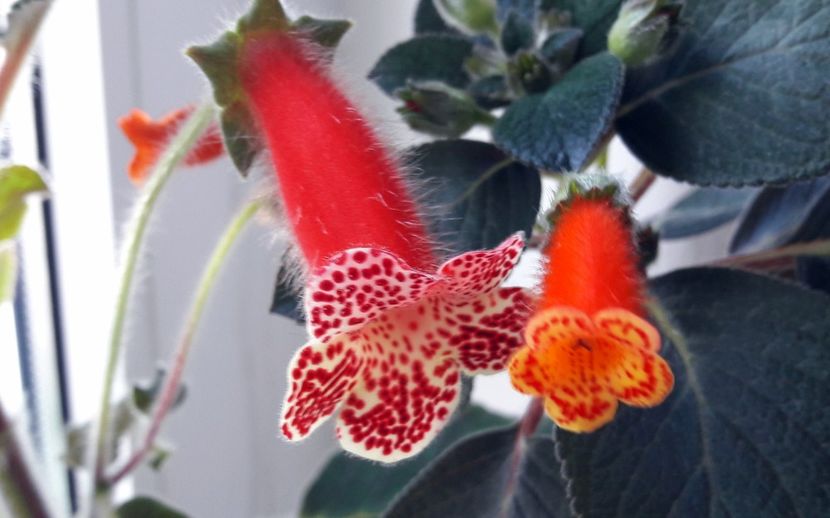 Comparatie intre cele 2 kohlerii ale mele - Kohleria