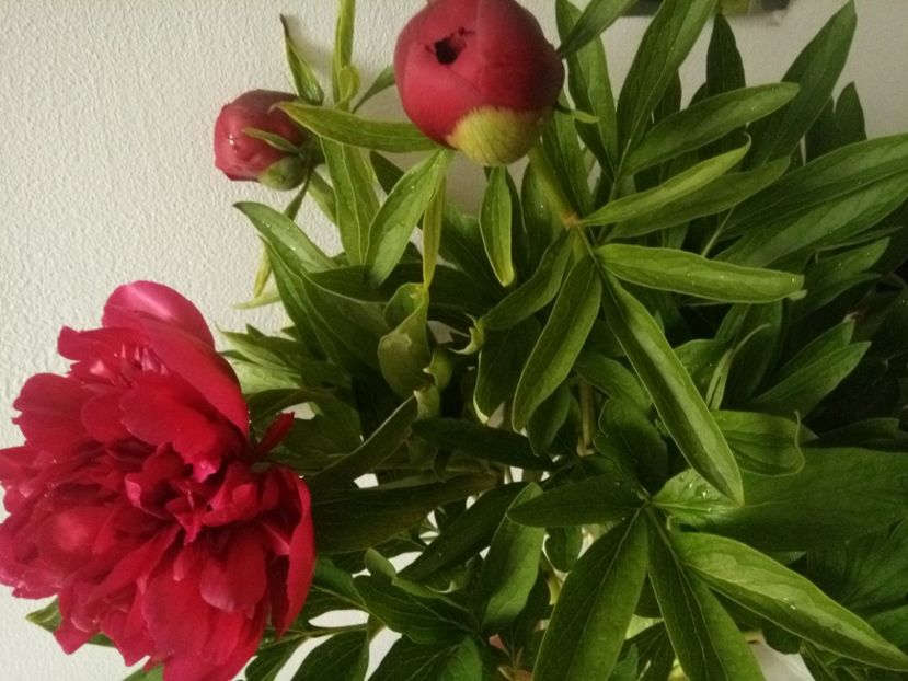  - Flori de Gradina Primavara -Vara 2019