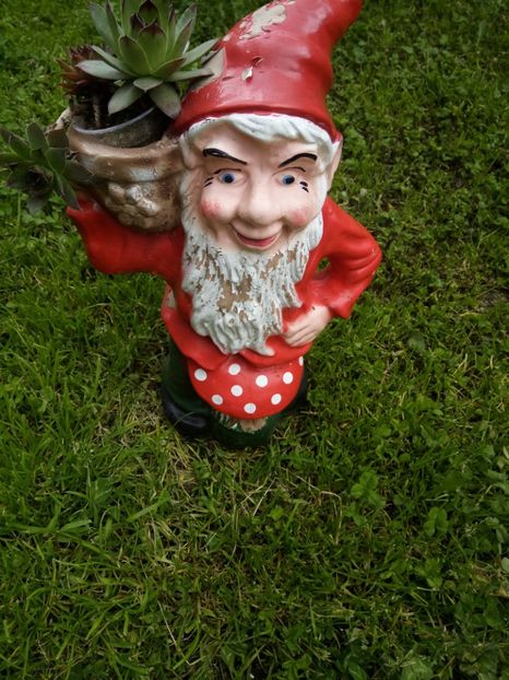  - Flori de Gradina Primavara -Vara 2019