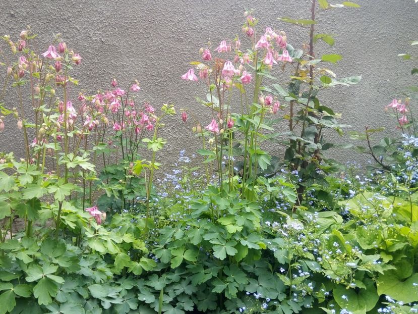 Clopotel - Flori de Gradina Primavara -Vara 2019