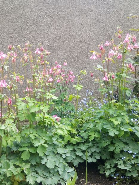  - Flori de Gradina Primavara -Vara 2019