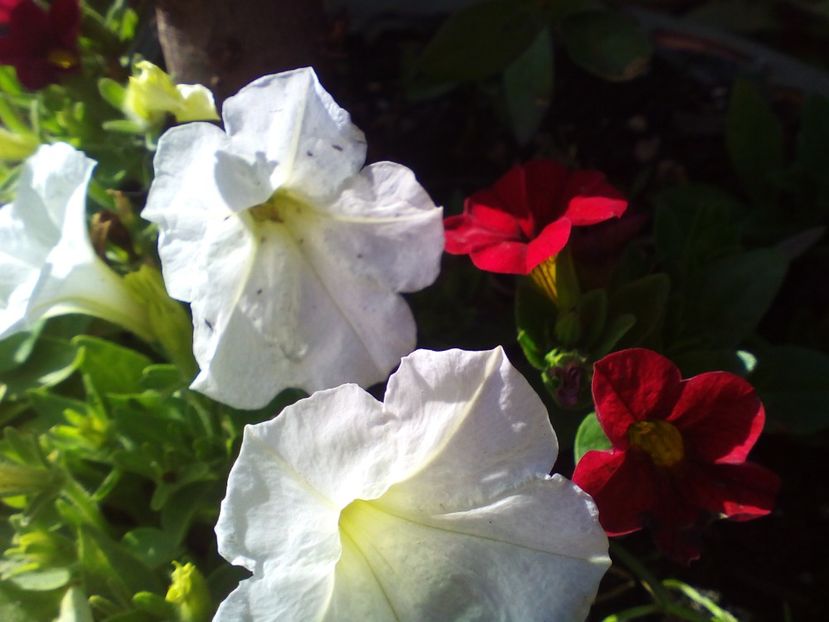  - curtea cu toate cele 2019