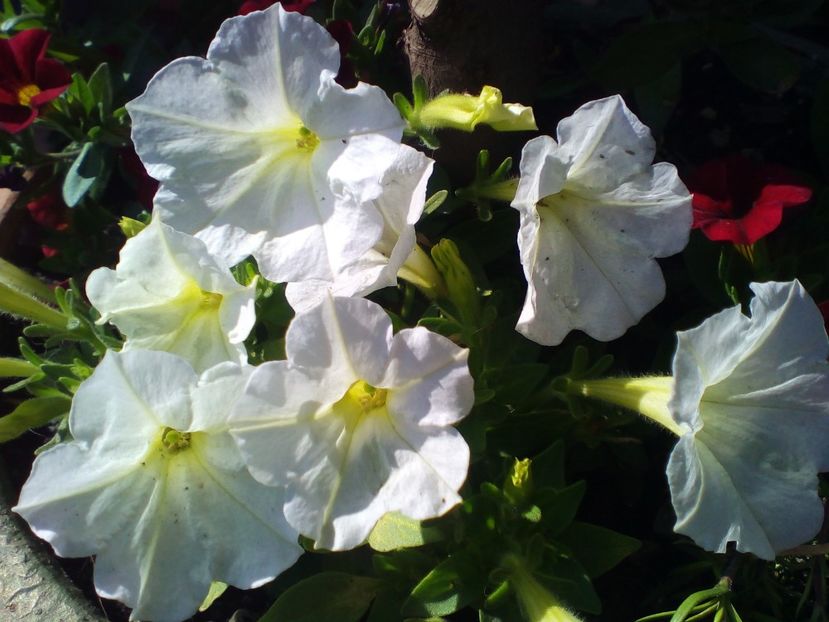  - curtea cu toate cele 2019