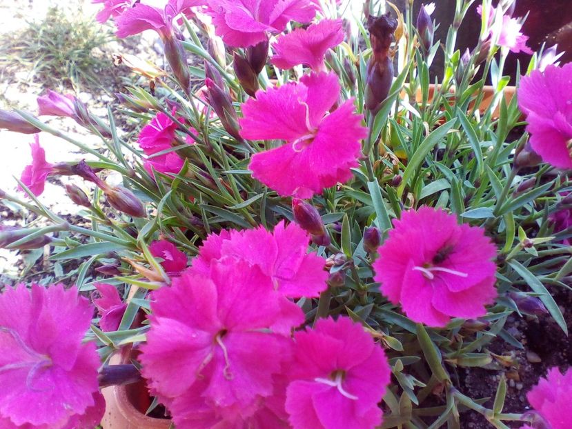  - curtea cu toate cele 2019