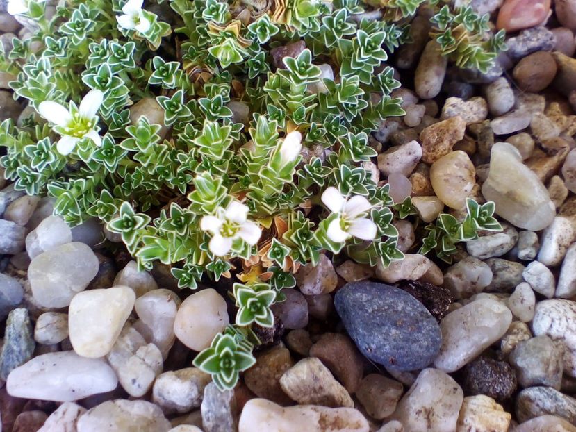  - curtea cu toate cele 2019