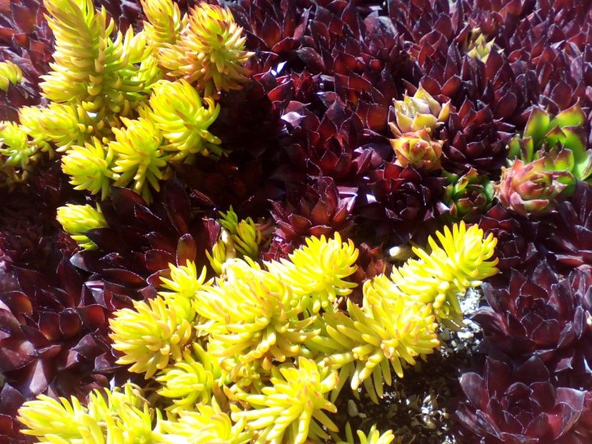  - curtea cu toate cele 2019