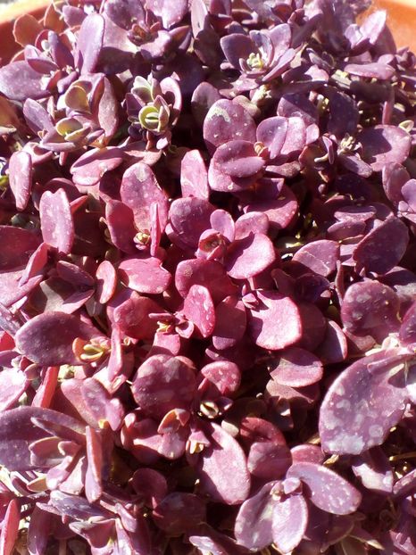  - curtea cu toate cele 2019