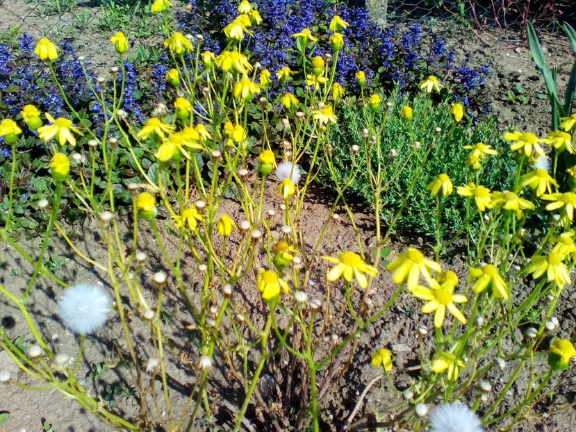  - curtea cu toate cele 2019