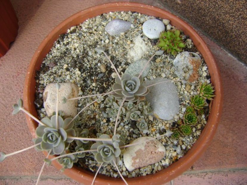 Orostachys iwarenge (Chinese dunce cap) - Suculente 2019