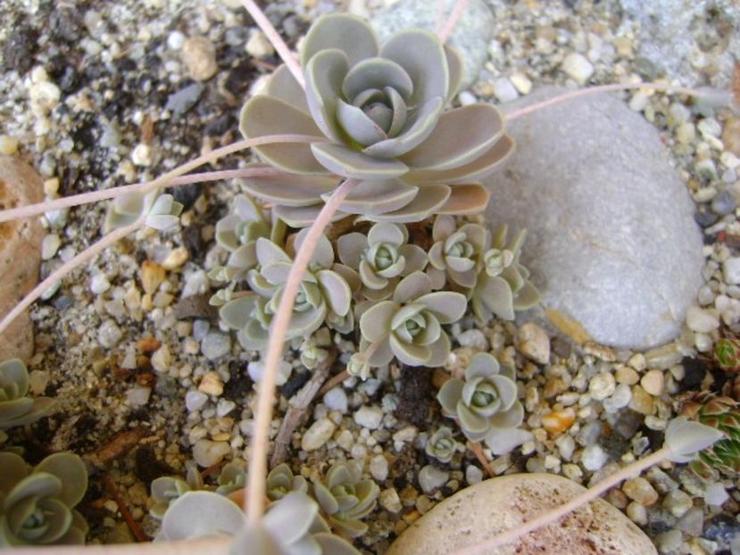 Orostachys iwarenge (Chinese dunce cap) - Suculente 2019